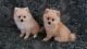 German Spitz (Klein) Puppies for sale in Columbus, OH, USA. price: NA