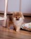 German Spitz (Mittel) Puppies for sale in South Bay, CA, USA. price: $850