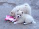 German Spitz (Mittel) Puppies for sale in Michigan Ave, Inkster, MI 48141, USA. price: $500
