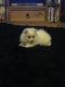 German Spitz (Mittel) Puppies for sale in Boston, MA, USA. price: $500
