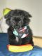 German Spitz (Mittel) Puppies for sale in Puyallup, WA, USA. price: $400