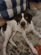 German Wirehaired Pointer Puppies for sale in Corpus Christi, TX, USA. price: NA