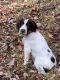 German Wirehaired Pointer Puppies for sale in Lake Nebagamon, WI 54849, USA. price: NA