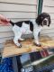 German Wirehaired Pointer Puppies for sale in Holy Cross, IA 52053, USA. price: NA