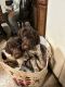 German Wirehaired Pointer Puppies for sale in Bassett, Virginia. price: $450