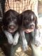 German Wirehaired Pointer Puppies for sale in Tampa, FL, USA. price: NA
