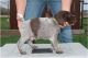German Wirehaired Pointer Puppies for sale in Miami, FL, USA. price: NA