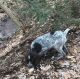 German Wirehaired Pointer Puppies for sale in Ephrata, PA 17522, USA. price: $1,200
