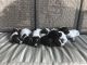 German Wirehaired Pointer Puppies for sale in Virginia, NE 68458, USA. price: NA