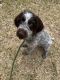 German Wirehaired Pointer Puppies for sale in St. Augustine, FL, USA. price: NA