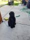 Giant Schnauzer Puppies for sale in Elk Grove, CA, USA. price: NA