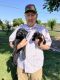 Giant Schnauzer Puppies for sale in Northern California, CA, USA. price: NA
