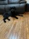 Giant Schnauzer Puppies for sale in Annapolis, MD, USA. price: NA