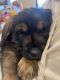 Giant Schnauzer Puppies for sale in Logan, UT, USA. price: NA