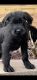 Giant Schnauzer Puppies for sale in New York, NY, USA. price: NA