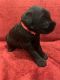 Giant Schnauzer Puppies for sale in Clinton Twp, MI, USA. price: NA