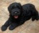 Giant Schnauzer Puppies for sale in Roseville, MI 48066, USA. price: NA