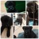 Giant Schnauzer Puppies for sale in Las Vegas, NV, USA. price: NA