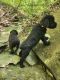 Giant Schnauzer Puppies for sale in KY-53, Shelbyville, KY, USA. price: NA