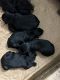 Giant Schnauzer Puppies for sale in Lake Charles, Louisiana. price: $3,000
