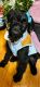 Giant Schnauzer Puppies for sale in Aurora, Colorado. price: $450