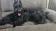 Giant Schnauzer Puppies for sale in Orlando, Florida. price: $4,000