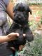 Giant Schnauzer Puppies for sale in Baltimore, MD, USA. price: NA