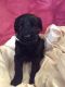 Giant Schnauzer Puppies for sale in Bakersfield, CA, USA. price: NA