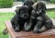 Giant Schnauzer Puppies for sale in 58503 Rd 225, North Fork, CA 93643, USA. price: NA
