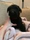 Giant Schnauzer Puppies for sale in California St, San Francisco, CA, USA. price: NA