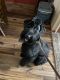 Giant Schnauzer Puppies for sale in Rathdrum, ID 83858, USA. price: NA