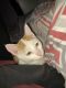 Ginger Tabby Cats for sale in Upland, CA, USA. price: $150