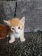 Ginger Tabby Cats for sale in Albuquerque, NM, USA. price: $50