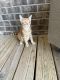 Ginger Tabby Cats for sale in Mt. Juliet, TN, USA. price: $250