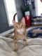 Ginger Tabby Cats for sale in Binghamton, NY 13905, USA. price: NA
