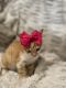 Ginger Tabby Cats for sale in Cypress, TX, USA. price: $50