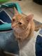 Ginger Tabby Cats for sale in Livingston, Louisiana. price: $300