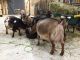 Goat Animals for sale in Texas City, TX, USA. price: NA
