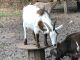 Goat Animals for sale in Palatka, FL 32177, USA. price: $125