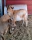 Goat Animals for sale in Glen St Mary, FL 32040, USA. price: $120