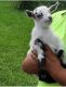 Goat Animals for sale in Plantation Acres, Plantation, FL 33323, USA. price: $150