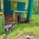 Goat Animals for sale in Alappuzha, Kerala, India. price: 17000 INR