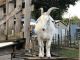 Goat Animals for sale in Fort Denaud, FL 33935, USA. price: $300