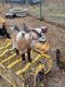 Goat Animals for sale in Newburg, MO 65550, USA. price: $400