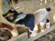 Goat Animals for sale in Fort Lauderdale, FL 33325, USA. price: $150