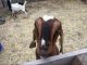 Goat Animals for sale in Spokane Valley, WA, USA. price: NA