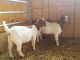 Goat Animals for sale in Bellefontaine, OH 43311, USA. price: NA