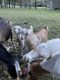 Goat Animals for sale in Belleview, FL, USA. price: NA