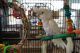 Goffin's Cockatoo Birds for sale in Camp Hill, PA 17011, USA. price: NA