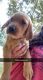 Goldador Puppies for sale in Fulton, MS 38843, USA. price: NA